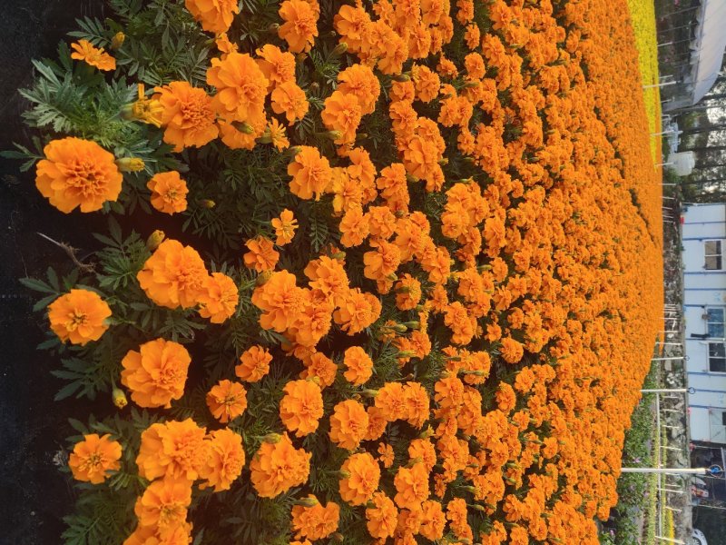 孔雀草，广东省佛山基地直销