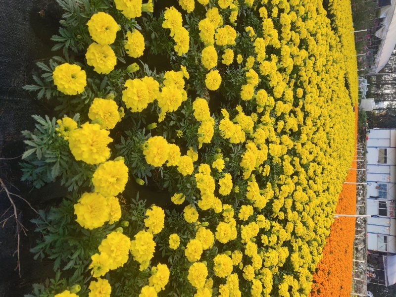 孔雀草，广东省佛山基地直销