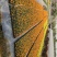 孔雀草，广东省佛山基地直销