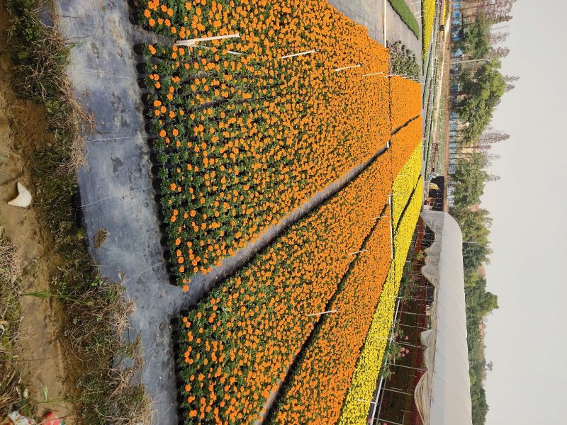 孔雀草，广东省佛山基地直销