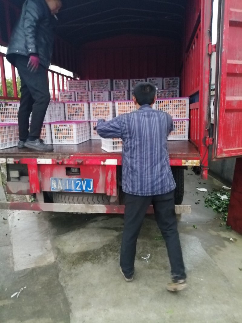 春见，耙耙柑漂亮，味道好，货源充足，大量上市