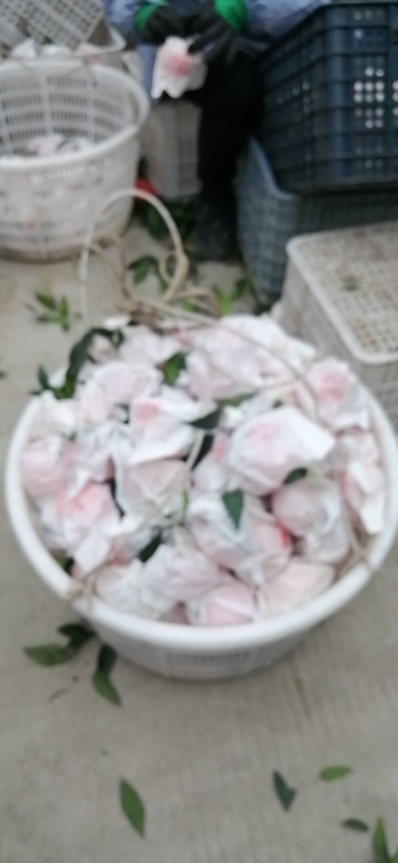 春见，耙耙柑漂亮，味道好，货源充足，大量上市