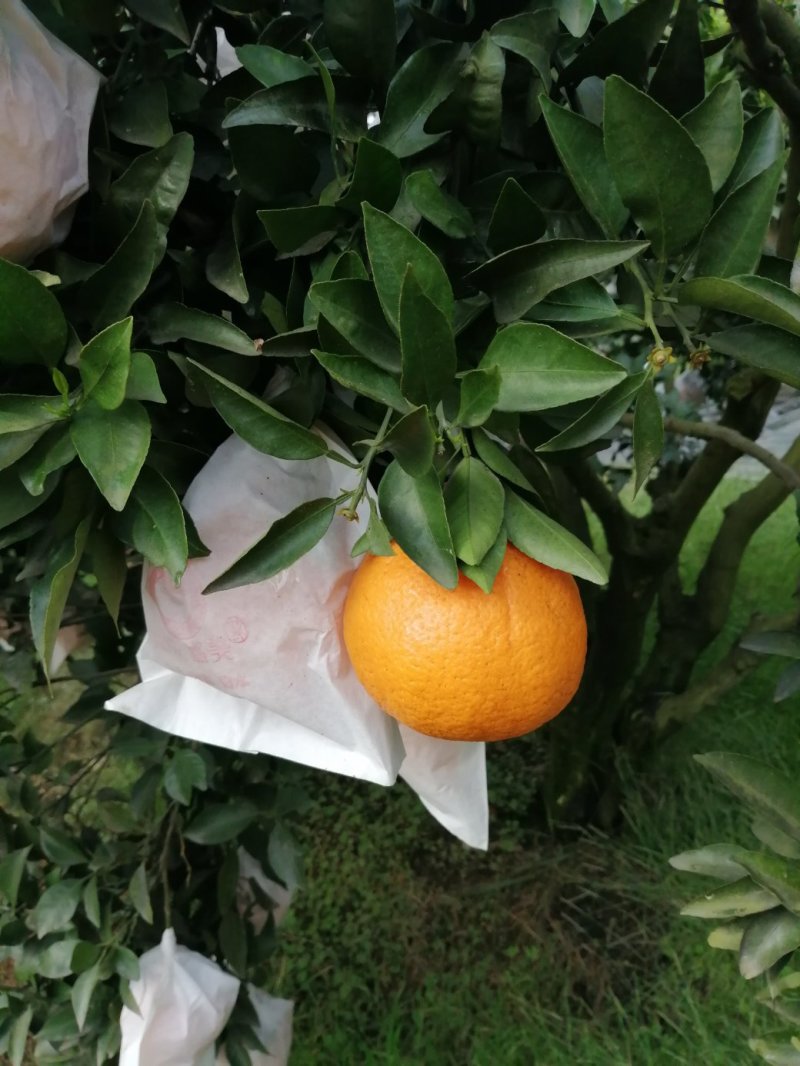 春见，耙耙柑漂亮，味道好，货源充足，大量上市