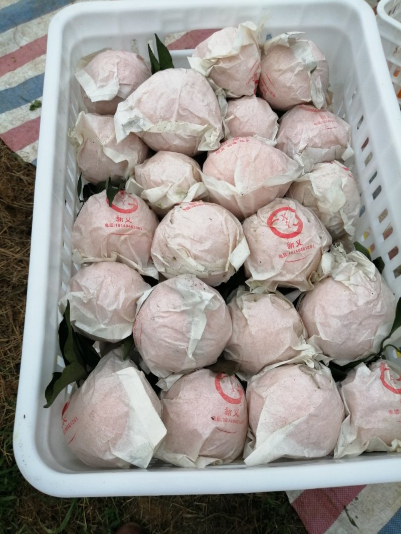 春见，耙耙柑漂亮，味道好，货源充足，大量上市