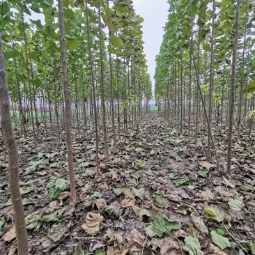 3公分楸树包栽活