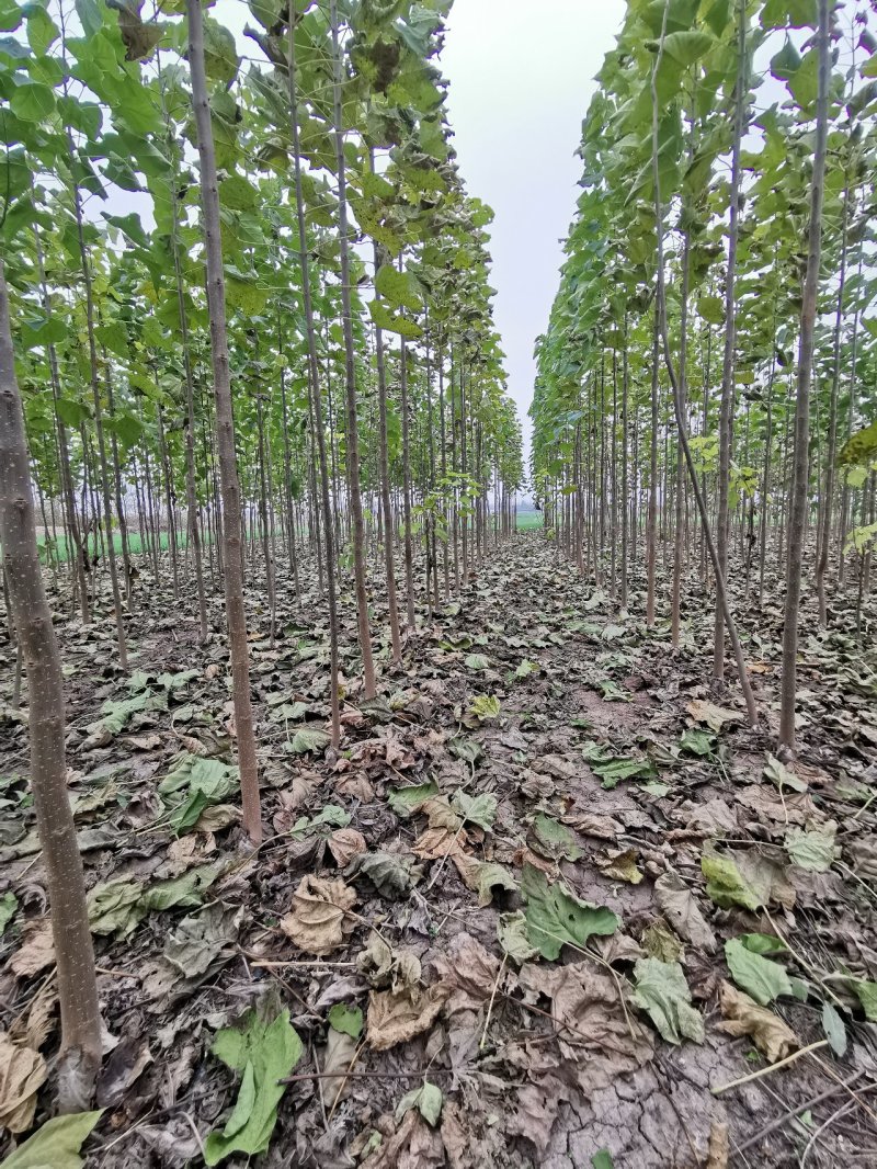 3公分楸树包栽活