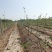 基地直供优质苹果苗,有鲁丽,维纳斯黄金,烟富8号,10号
