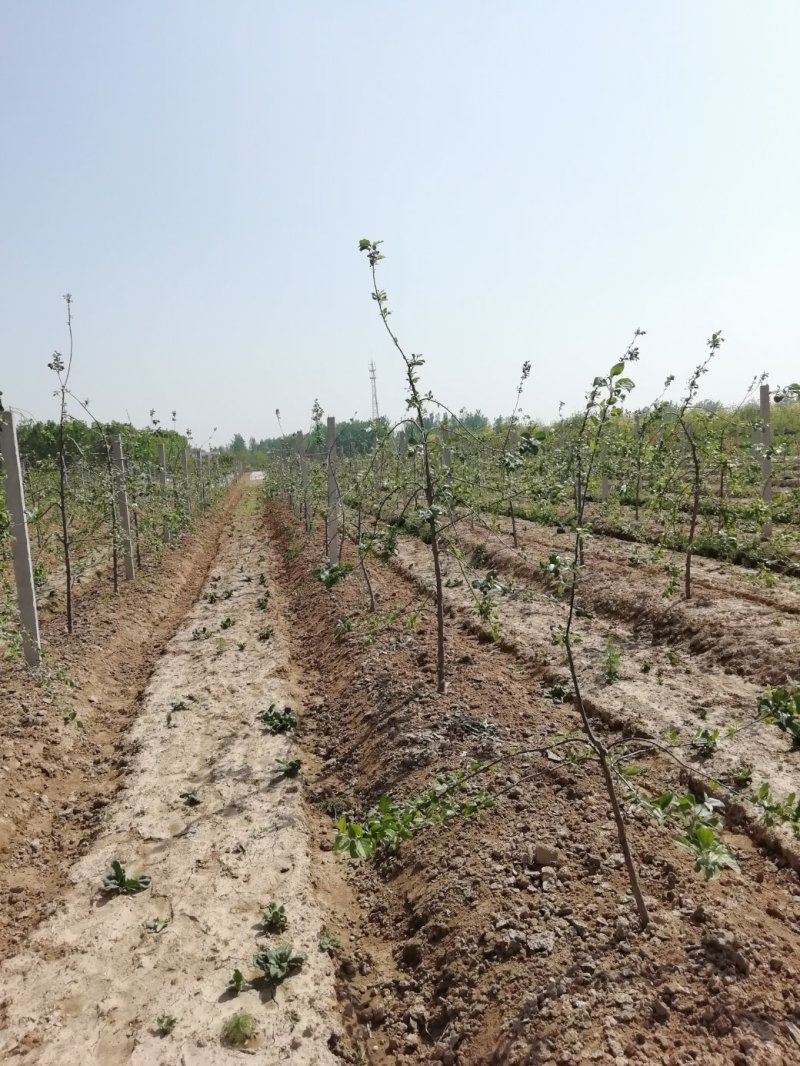 基地直供优质苹果苗，有鲁丽，维纳斯黄金，烟富8号，10号