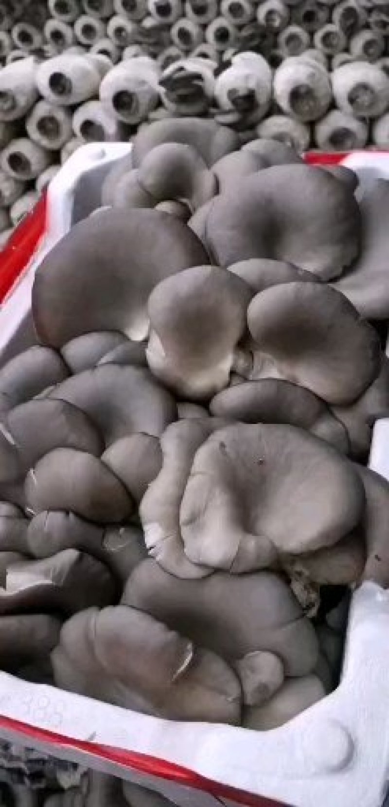 鲜平菇