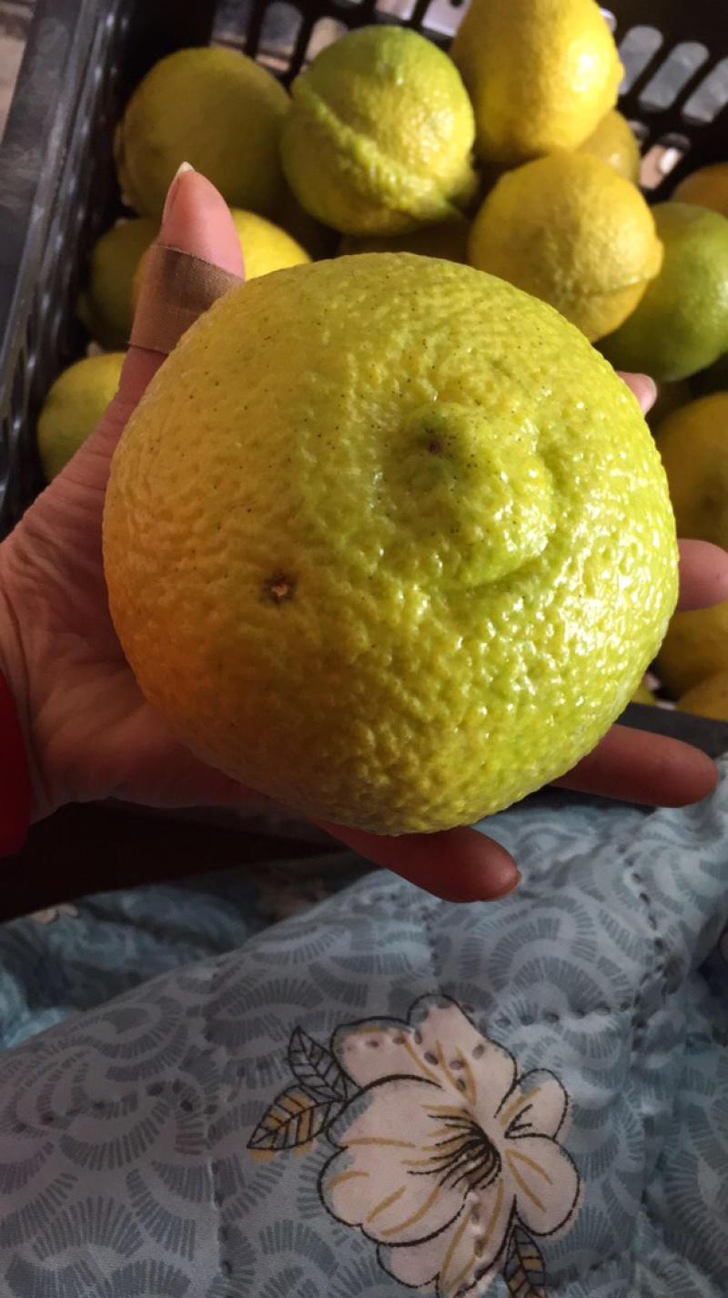 黄金贡柚