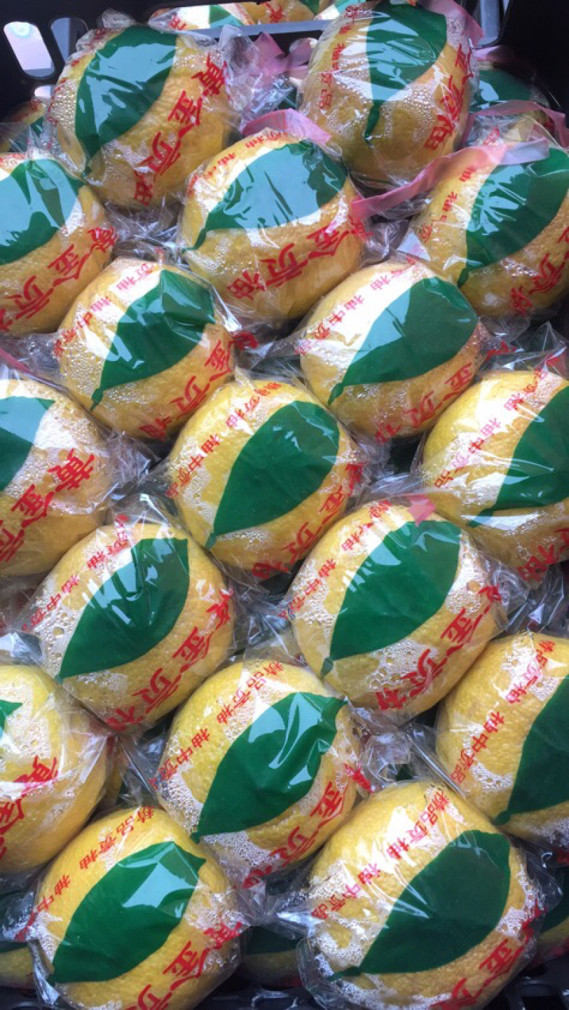 黄金贡柚