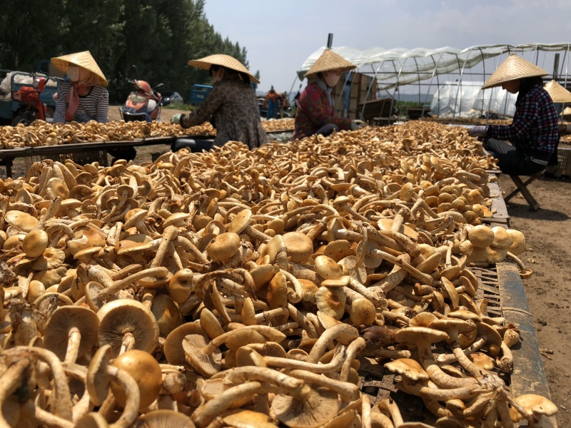 滑子菇菌种订购中