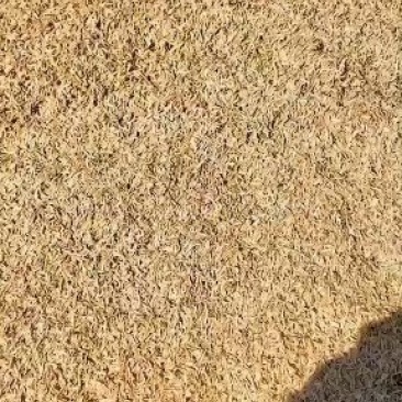 稻壳长年供应压缩稻壳，用于养殖