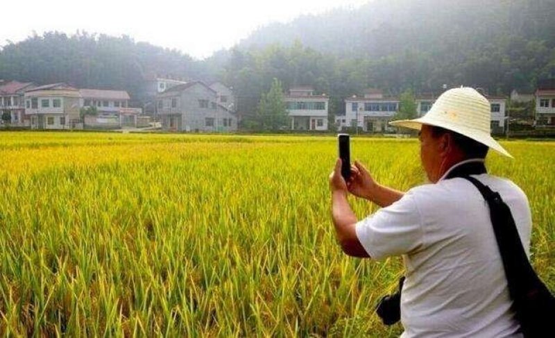 15吨象牙水稻出售