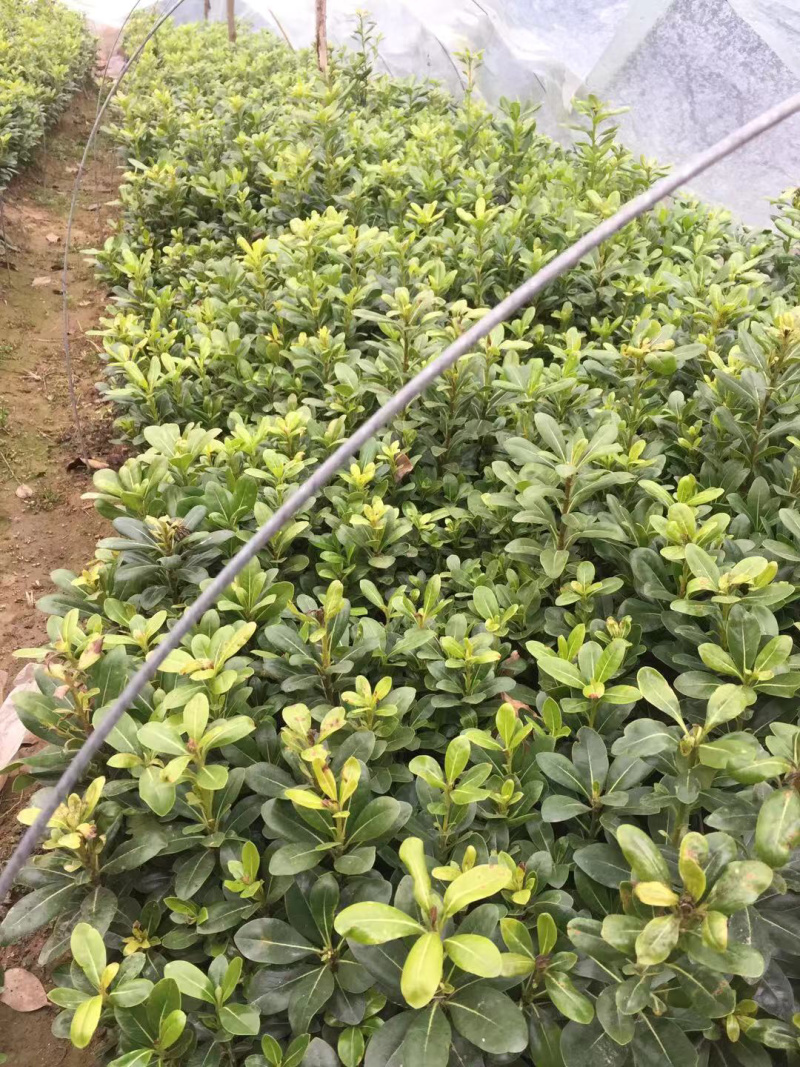 海桐苗基地供应，20-60公分高量大