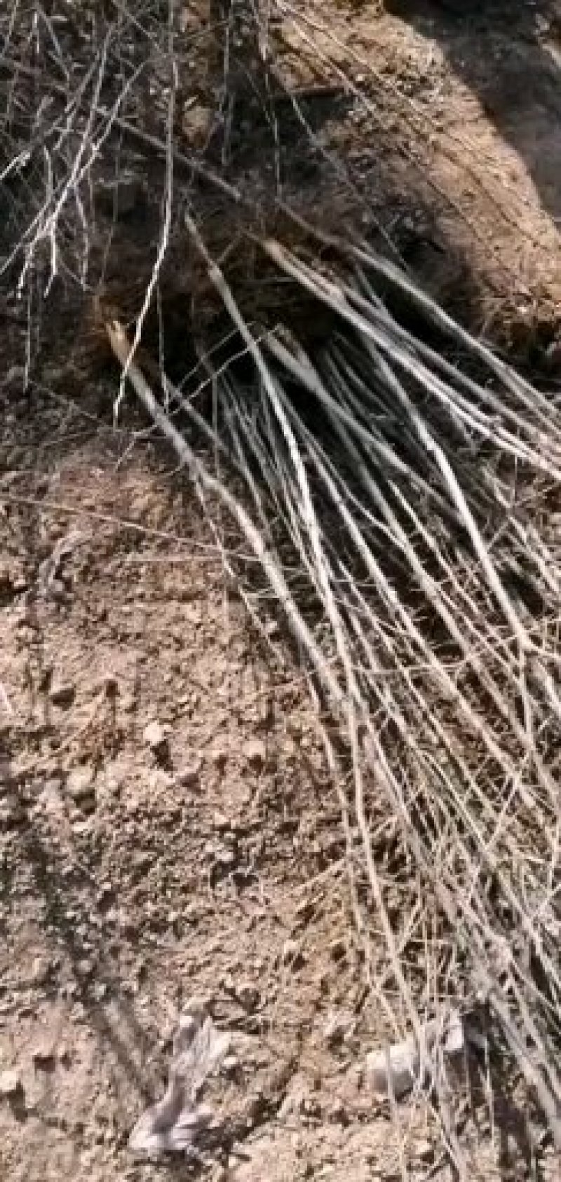 皂角树苗，皂角苗，《百亩基地直供》保质保量。