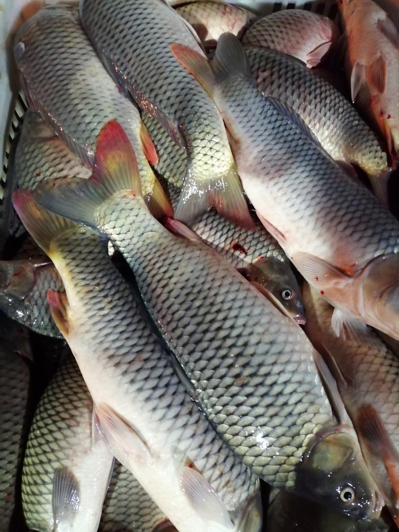 鲜活鲤鱼1~2斤食用9月份后出售产地直销