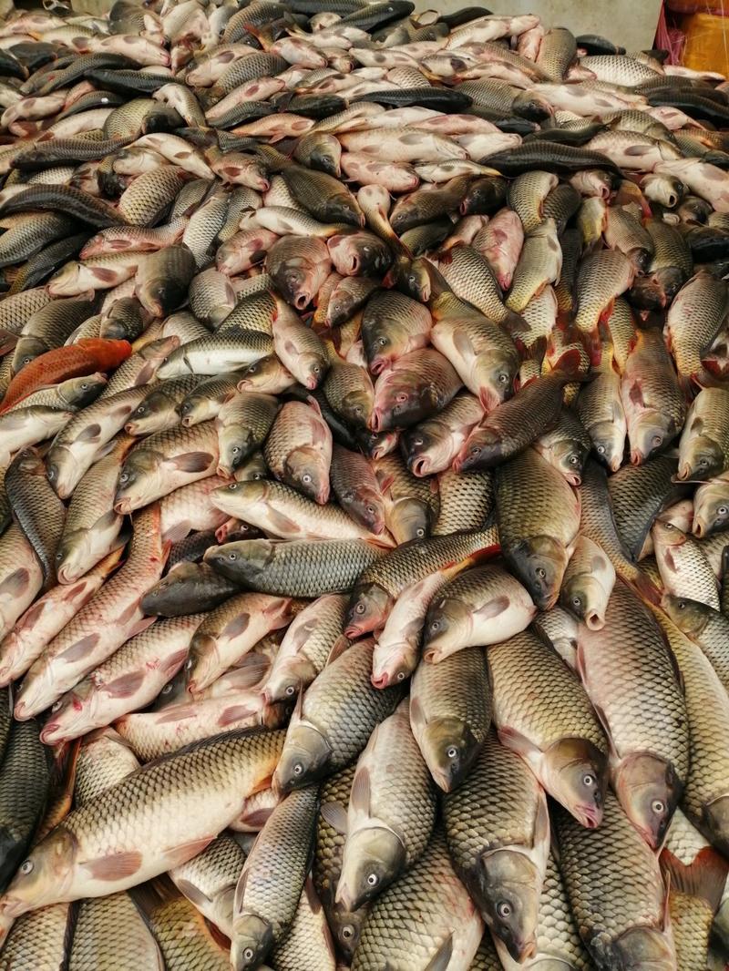 鲜活鲤鱼1~2斤食用9月份后出售产地直销