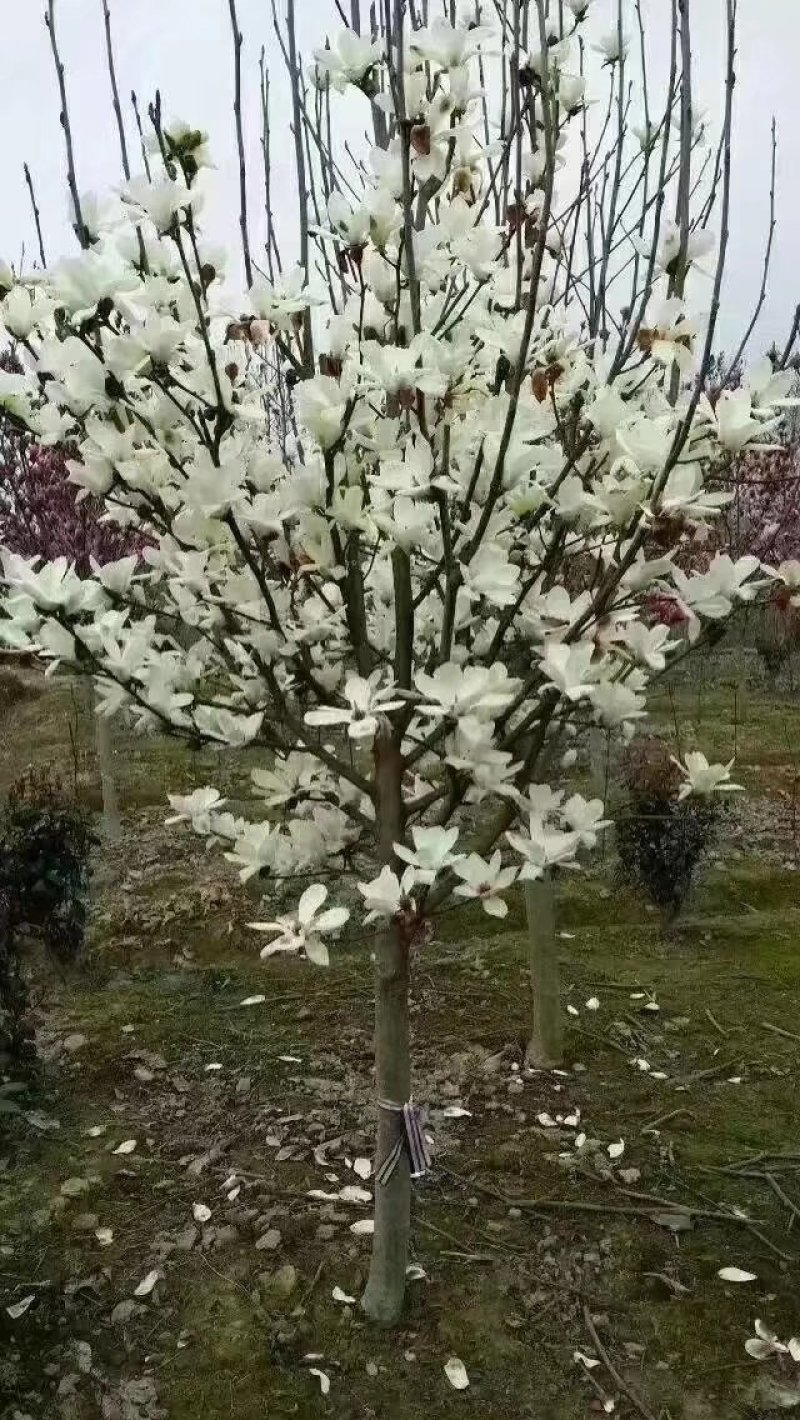 红，白，黄，广玉兰各种规格