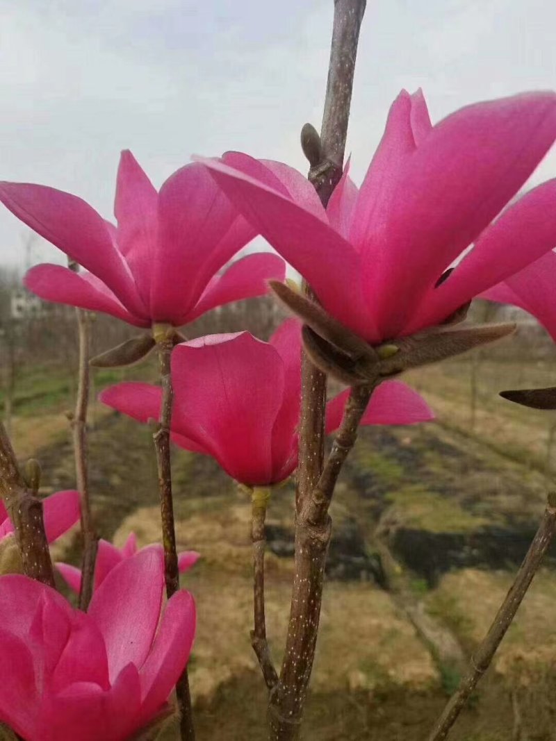 红，白，黄，广玉兰各种规格