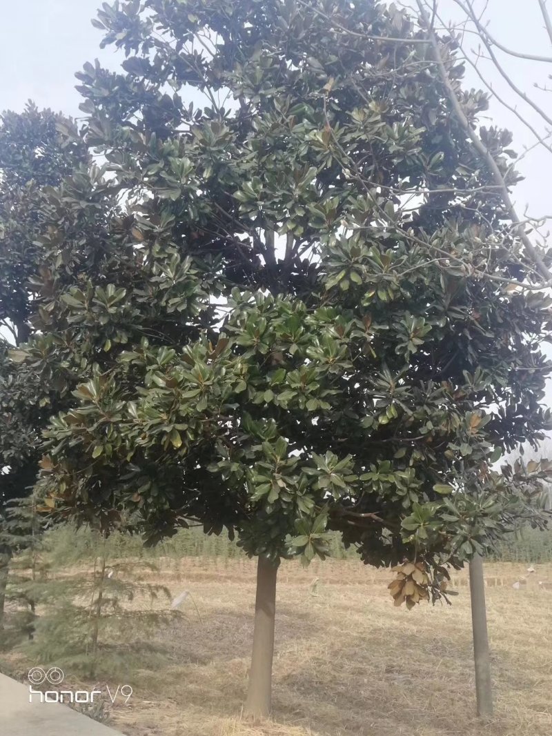 红，白，黄，广玉兰各种规格