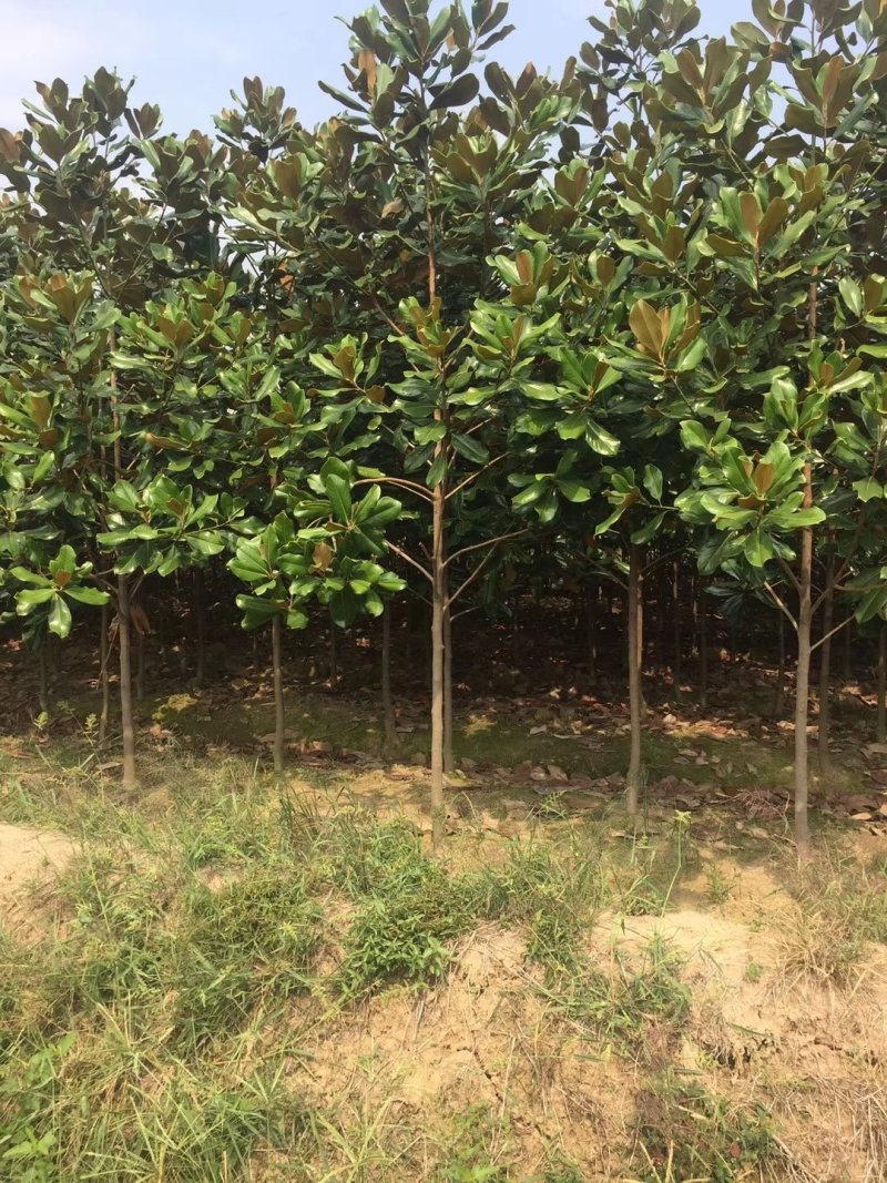 红，白，黄，广玉兰各种规格