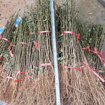 花椒苗大红袍花椒树苗狮子头花椒树苗篱笆墙