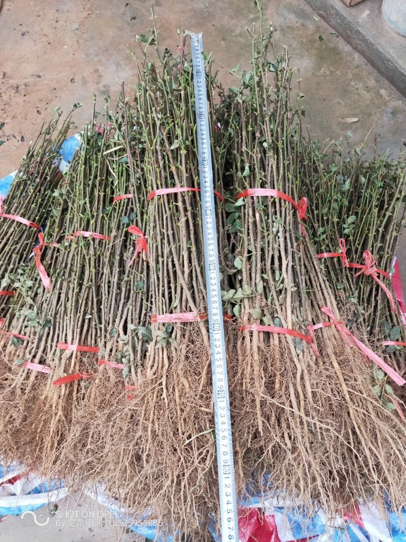 花椒苗大红袍花椒树苗狮子头花椒树苗篱笆墙
