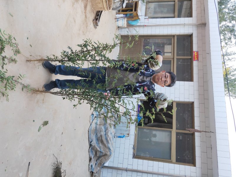 花椒苗大红袍花椒树苗狮子头花椒树苗篱笆墙
