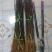 花椒苗大红袍花椒树苗狮子头花椒树苗篱笆墙