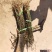 花椒苗大红袍花椒树苗狮子头花椒树苗篱笆墙