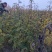 花椒苗大红袍花椒树苗狮子头花椒树苗篱笆墙
