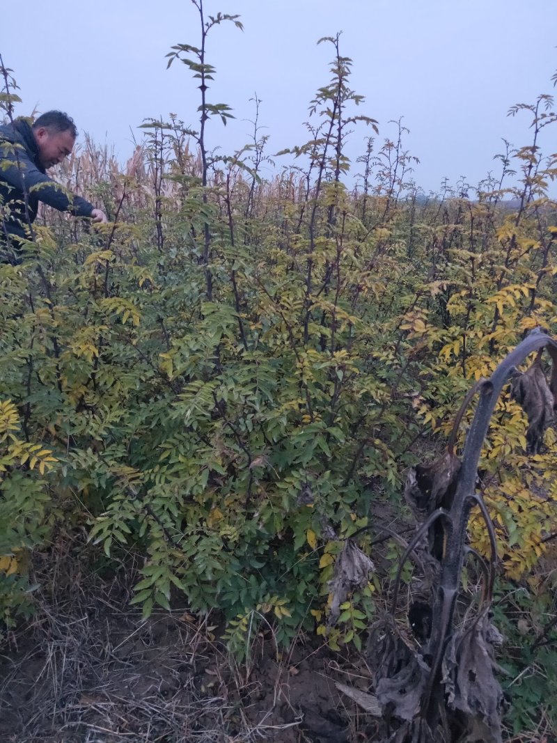 花椒苗大红袍花椒树苗狮子头花椒树苗篱笆墙