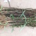 花椒苗大红袍花椒树苗狮子头花椒树苗篱笆墙