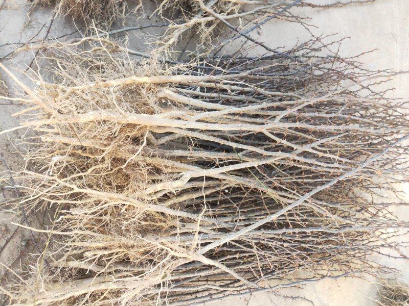 花椒苗大红袍花椒树苗狮子头花椒树苗篱笆墙