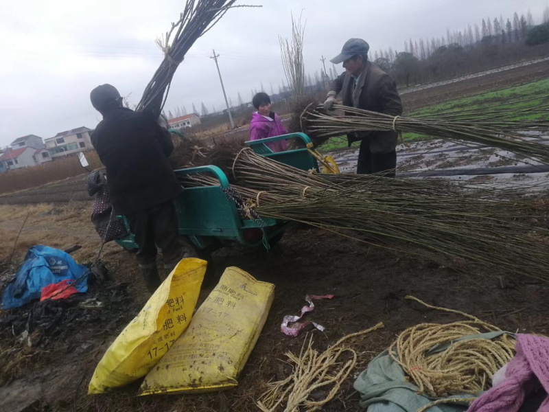 骨里红梅基地苗大量供应，现挖，成活率高，1公分大苗