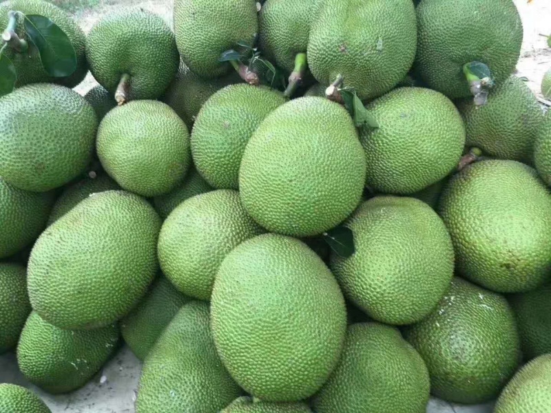 泰国菠萝蜜热带水果新鲜水果干苞甜味足云南直发