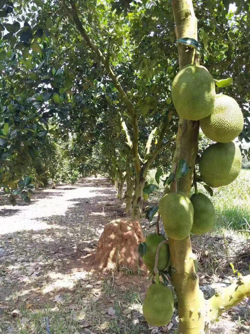 泰国菠萝蜜热带水果新鲜水果干苞甜味足云南直发