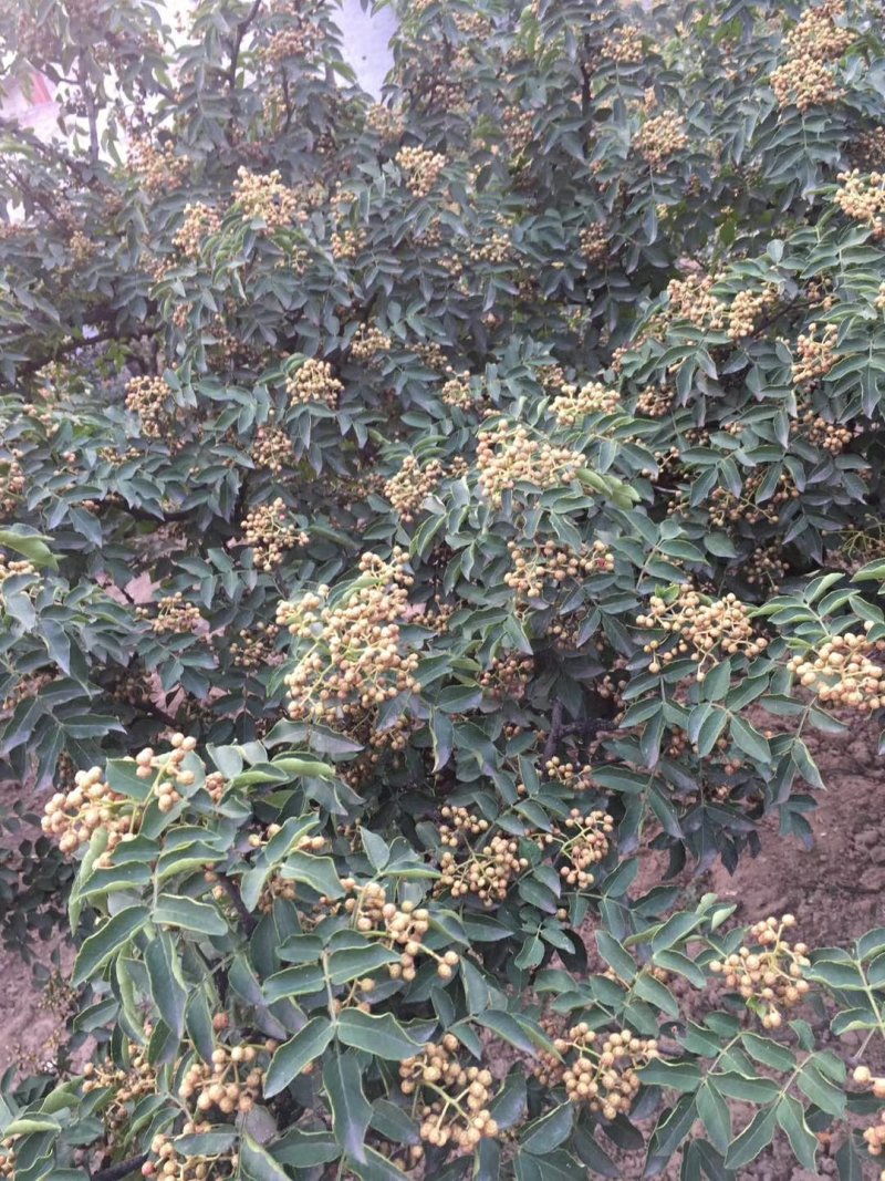 狮子头高产花椒苗50棵起批包邮新疆西藏不发货