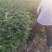 狮子头高产花椒苗50棵起批包邮新疆西藏不发货