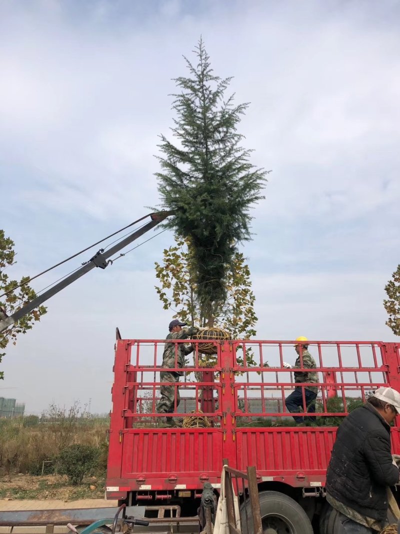 雪松基地直供，质优价廉，任君选择