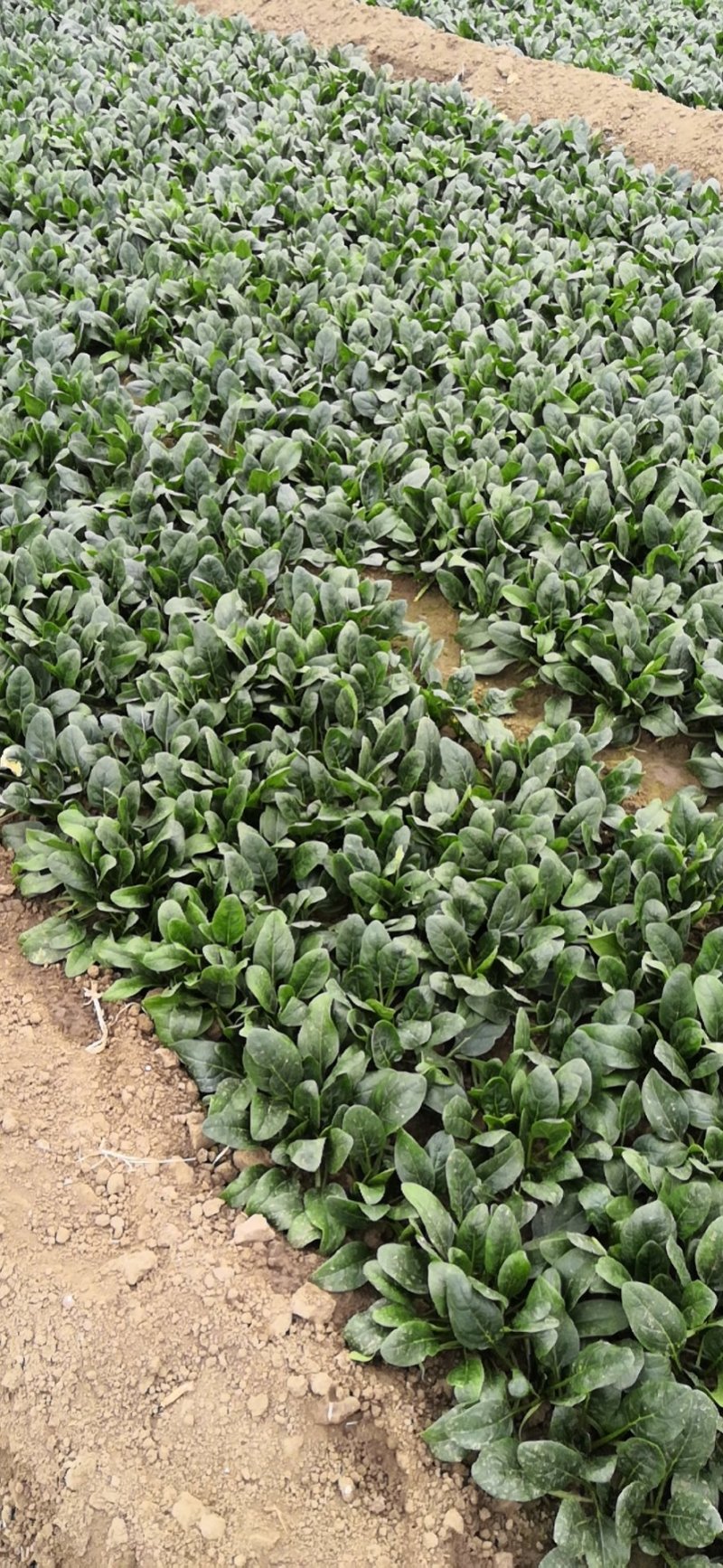 菠菜15公分