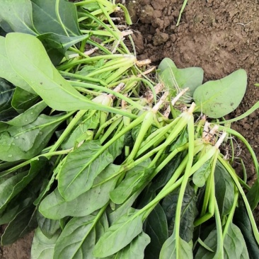 菠菜15公分