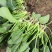 菠菜15公分