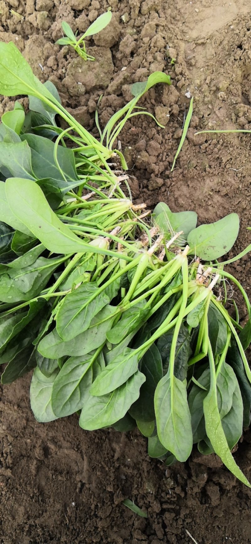 菠菜15公分