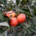 优质塔罗科血橙玫瑰血橙，皮薄肉厚汁多，口感一级棒