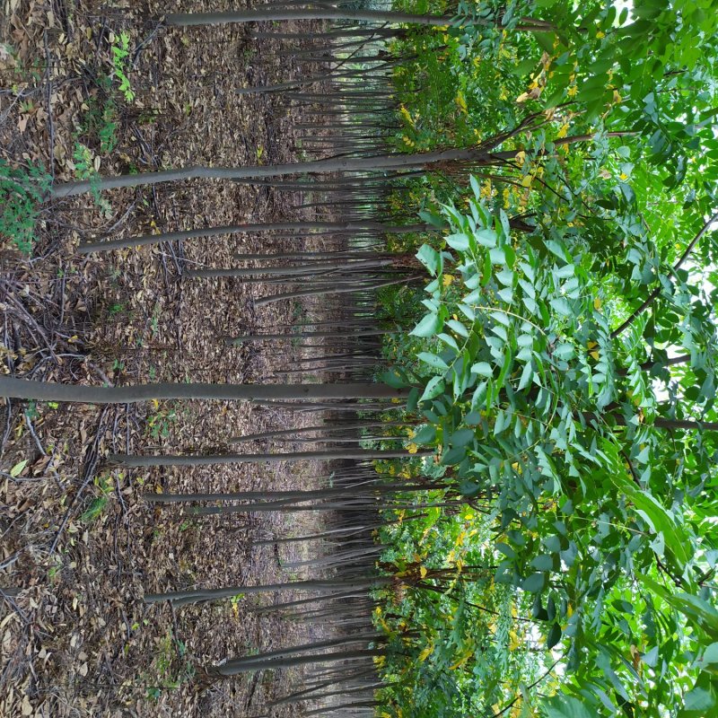 【栾树基地】直销规格齐全质量保证可视频看货