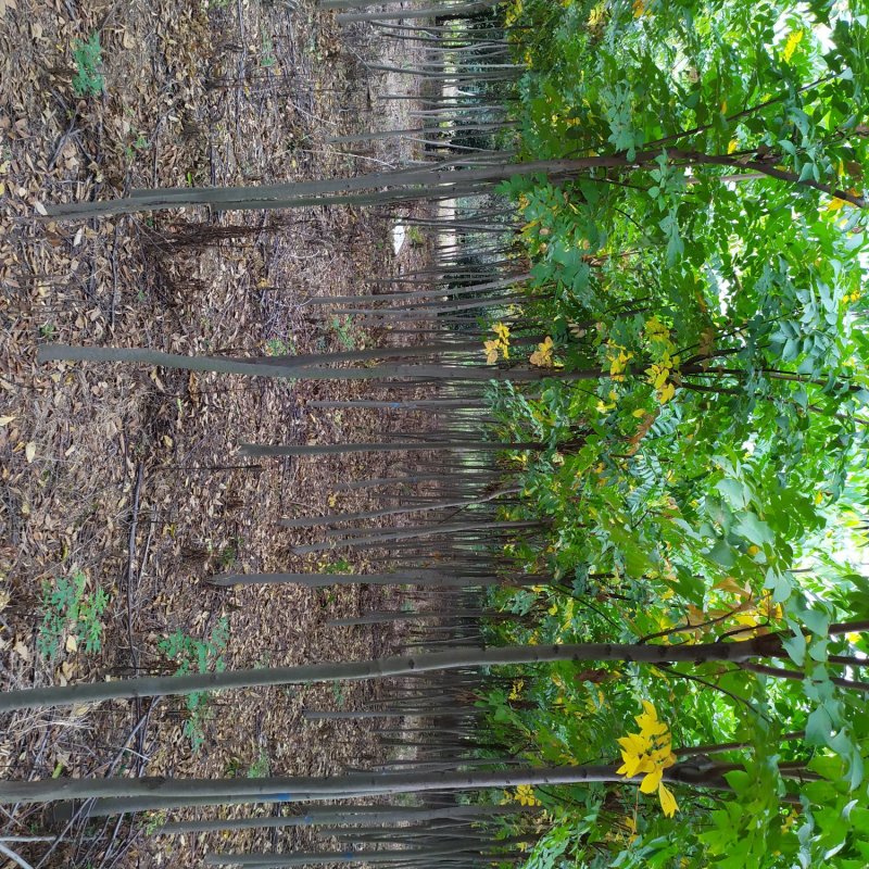 【栾树基地】直销规格齐全质量保证可视频看货