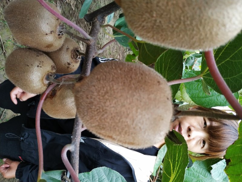 海沃德100g起步秦美，徐香猕猴桃华优，金龙二号，金艳