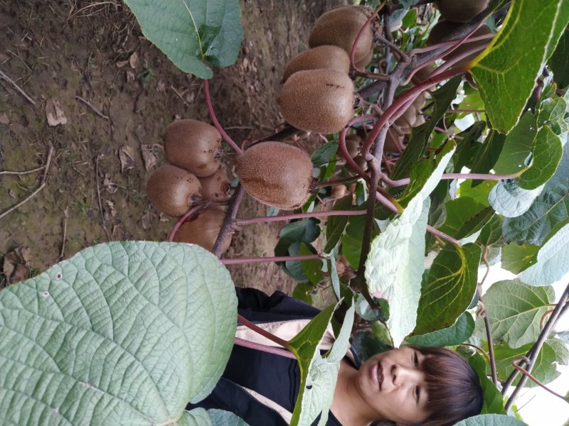 海沃德100g起步秦美，徐香猕猴桃华优，金龙二号，金艳